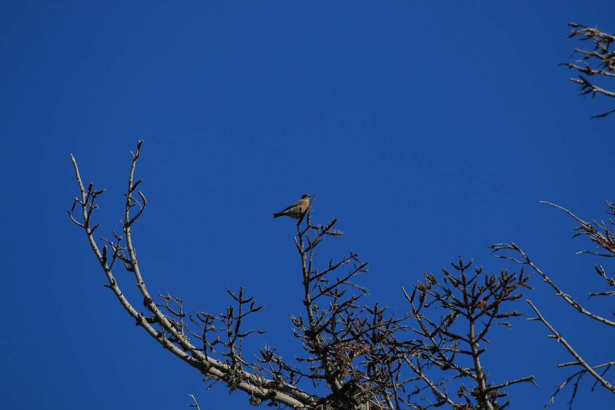 Western Bluebird - ML641850485
