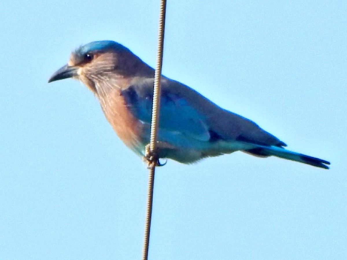 Indian Roller - ML641850486