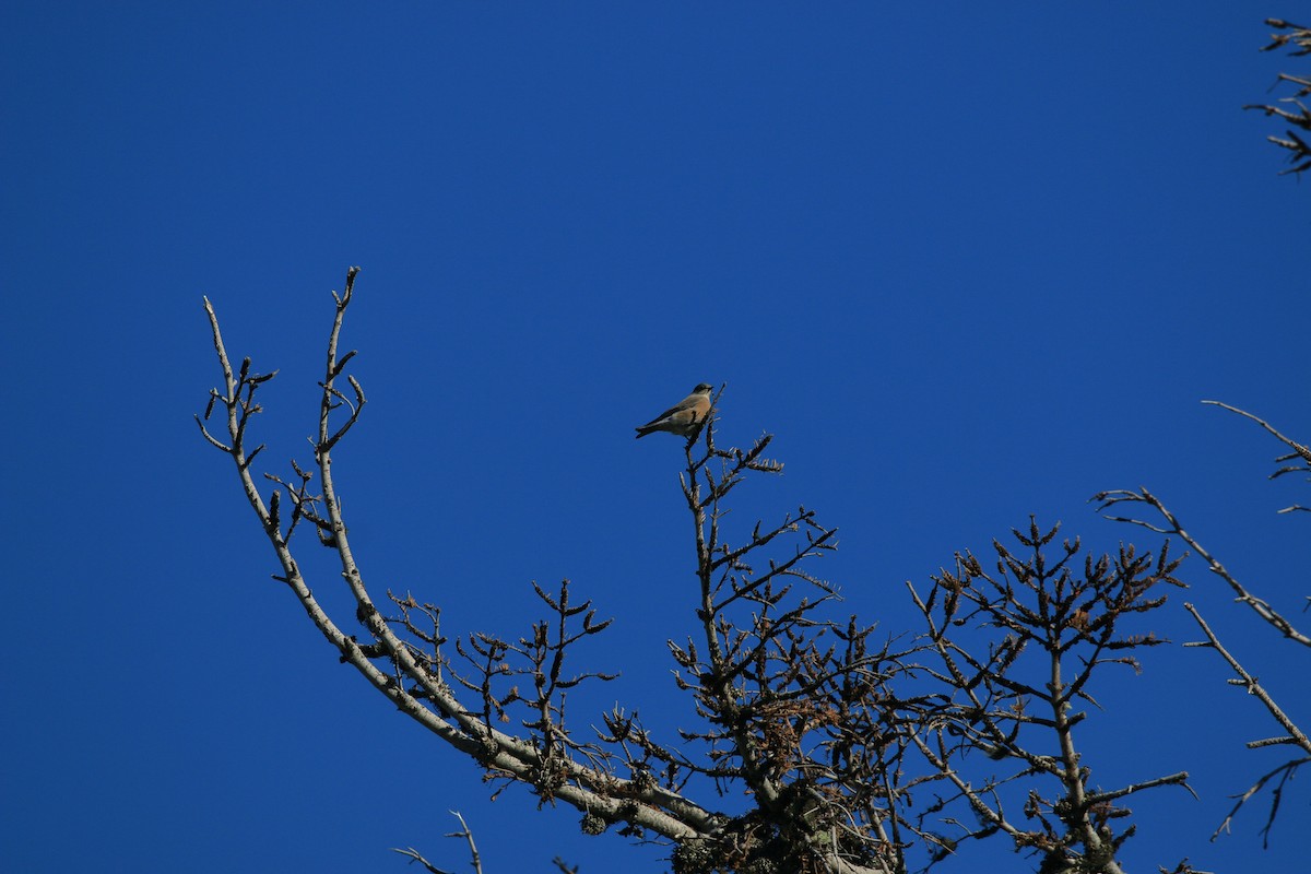 Western Bluebird - ML641850490