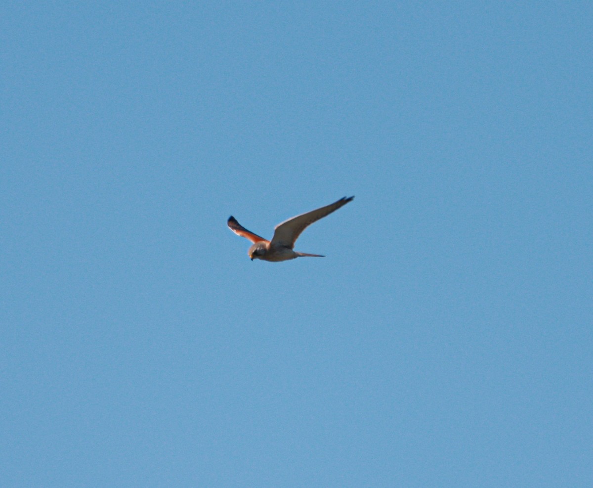 Nankeen Kestrel - ML641850497