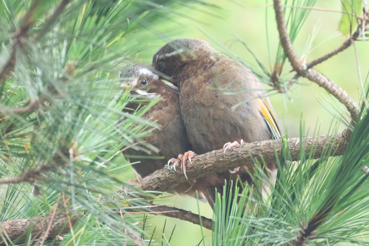 White-whiskered Laughingthrush - ML641850529
