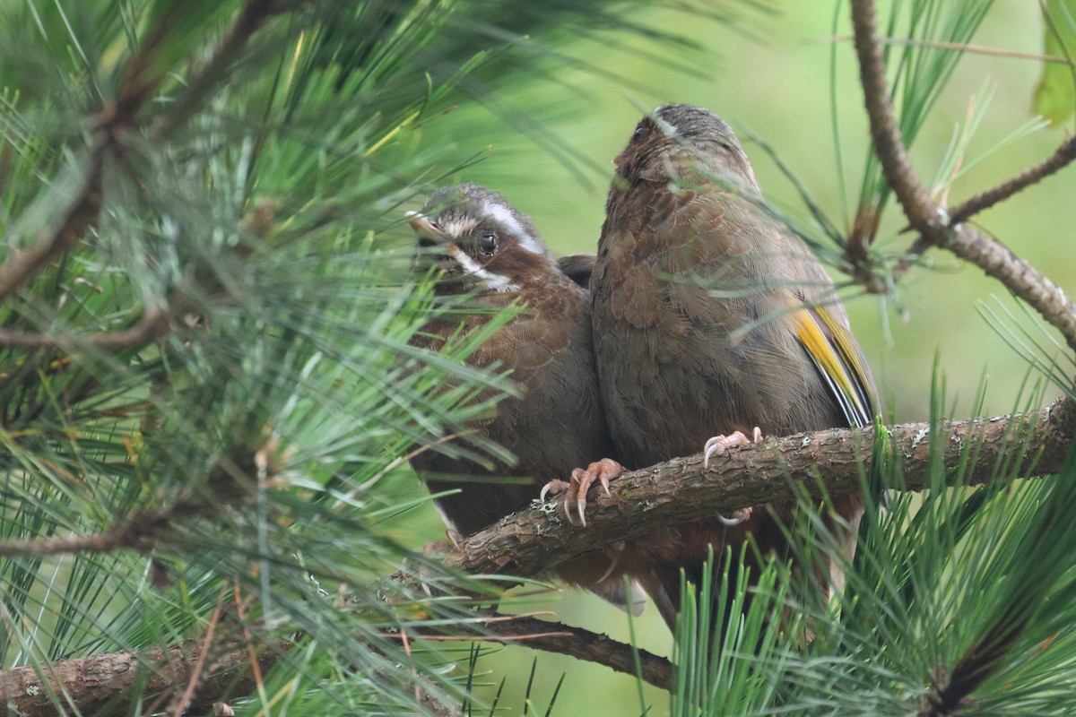 White-whiskered Laughingthrush - ML641850530