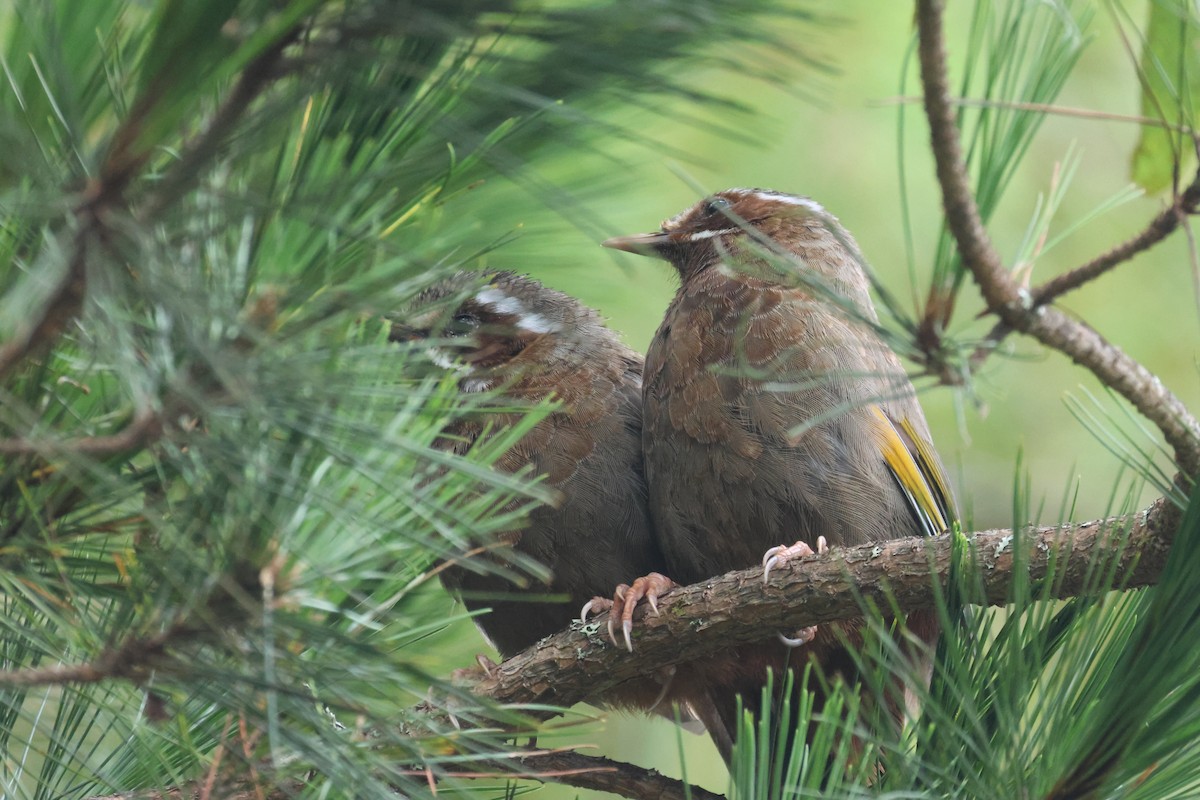 White-whiskered Laughingthrush - ML641850531