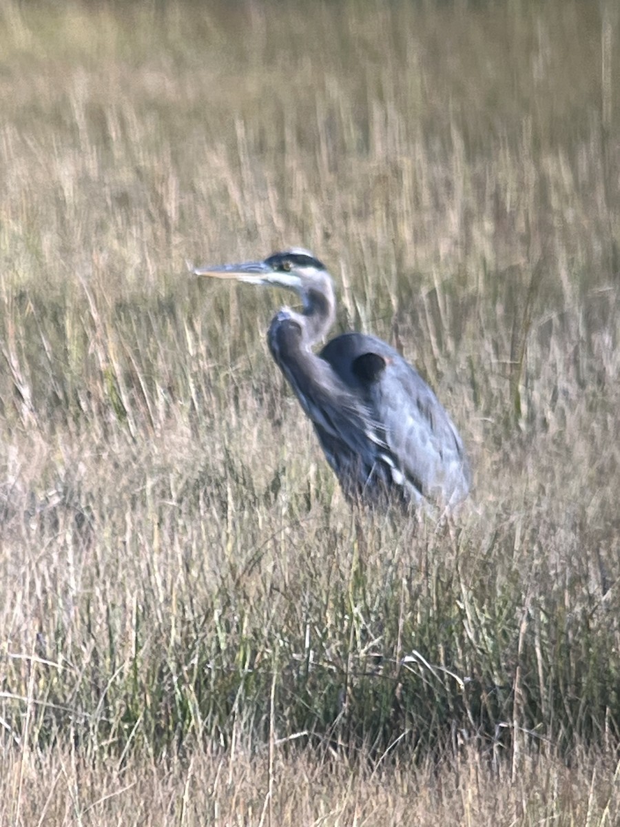Great Blue Heron - ML641850557