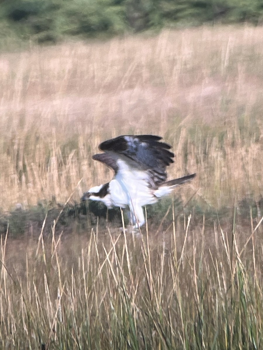 Osprey - ML641850562