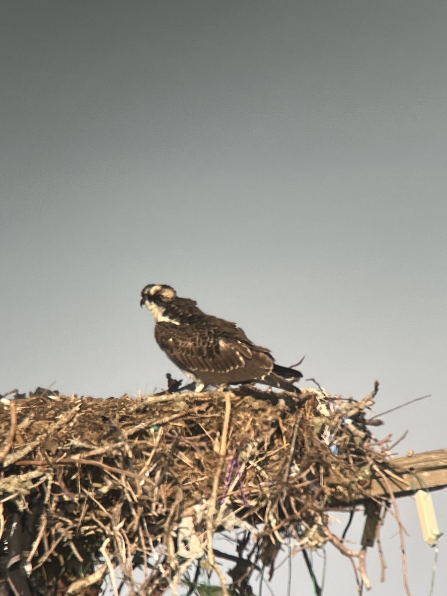 Osprey - ML641850563