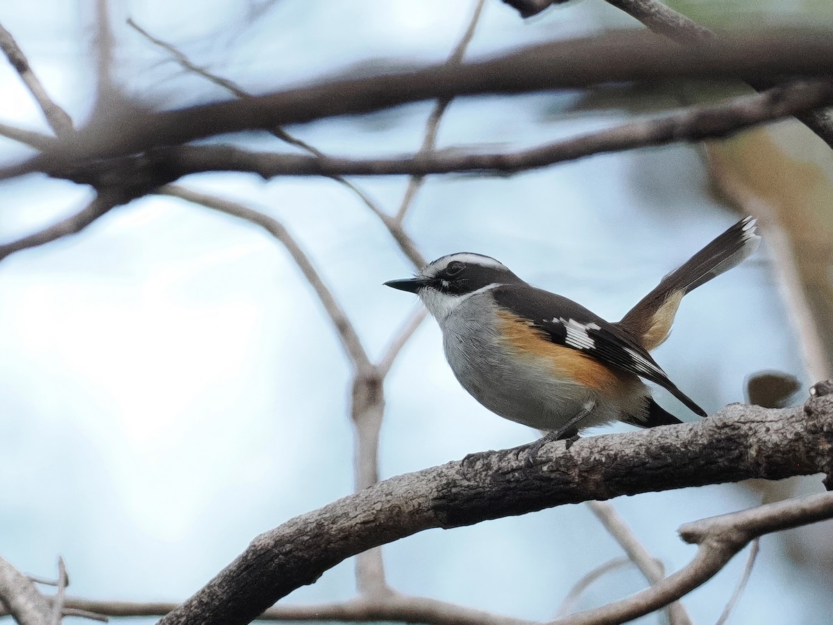 Buff-sided Robin - ML641850567