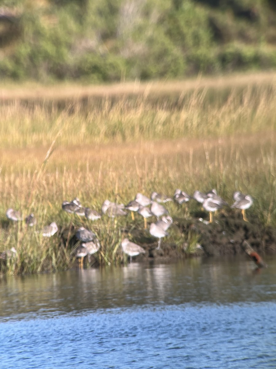 Greater Yellowlegs - ML641850575