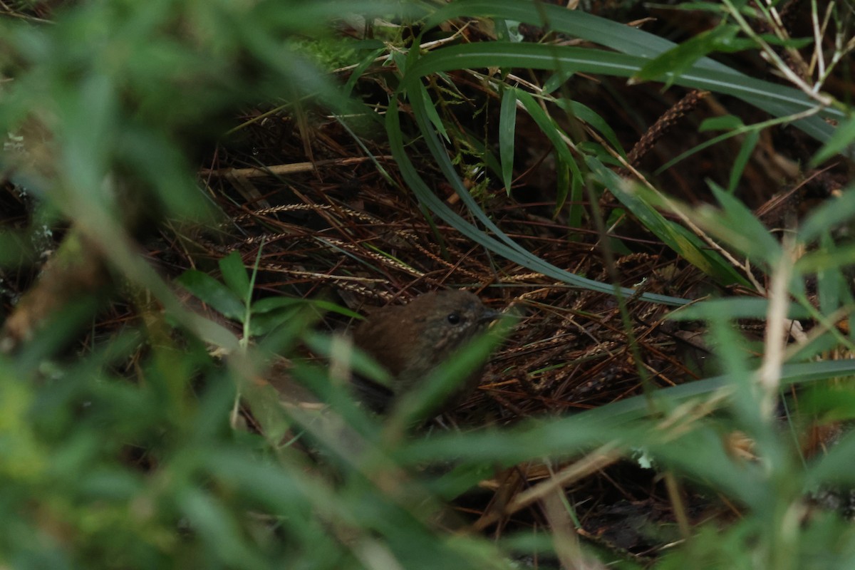 Eurasian Wren - ML641850588