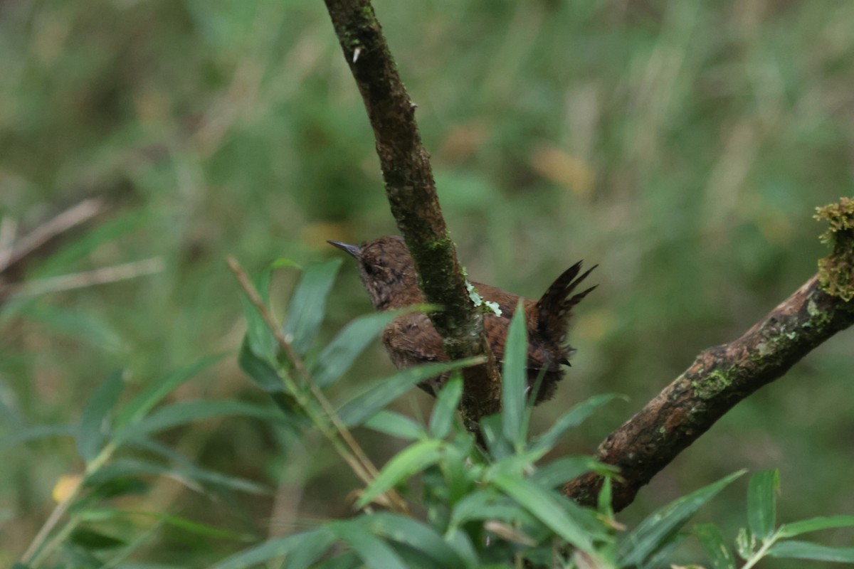 Eurasian Wren - ML641850589