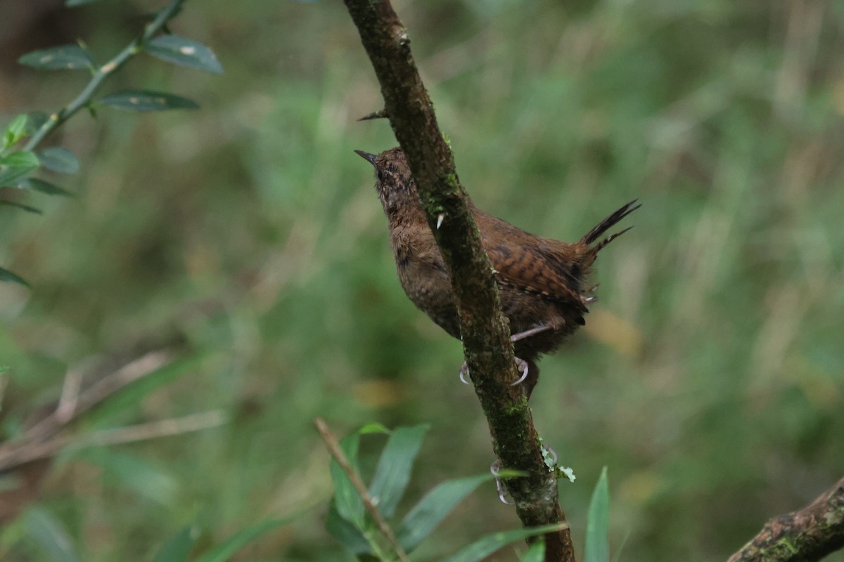 Eurasian Wren - ML641850590