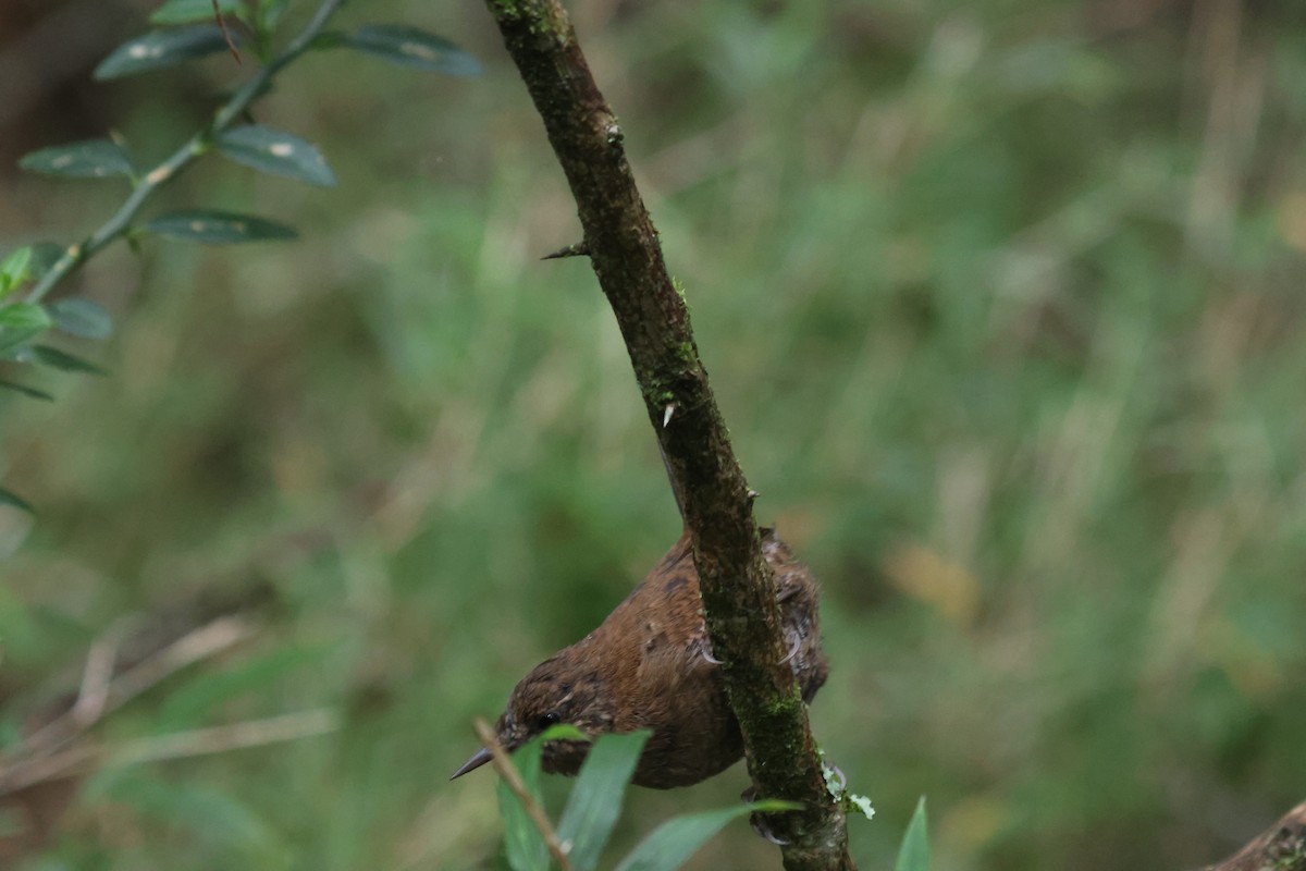 Eurasian Wren - ML641850591