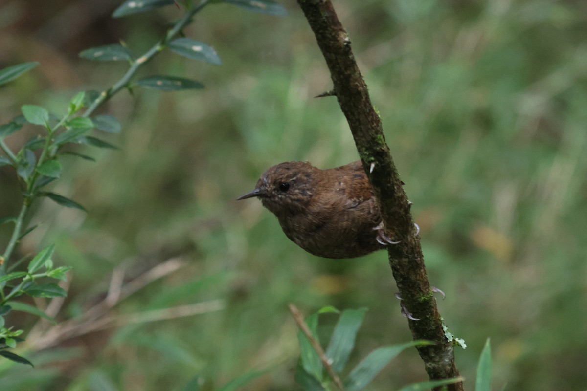 Eurasian Wren - ML641850592