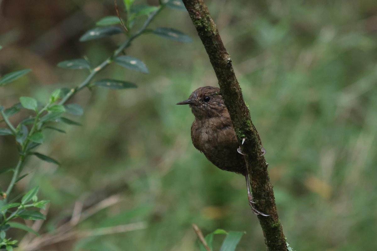 Eurasian Wren - ML641850593