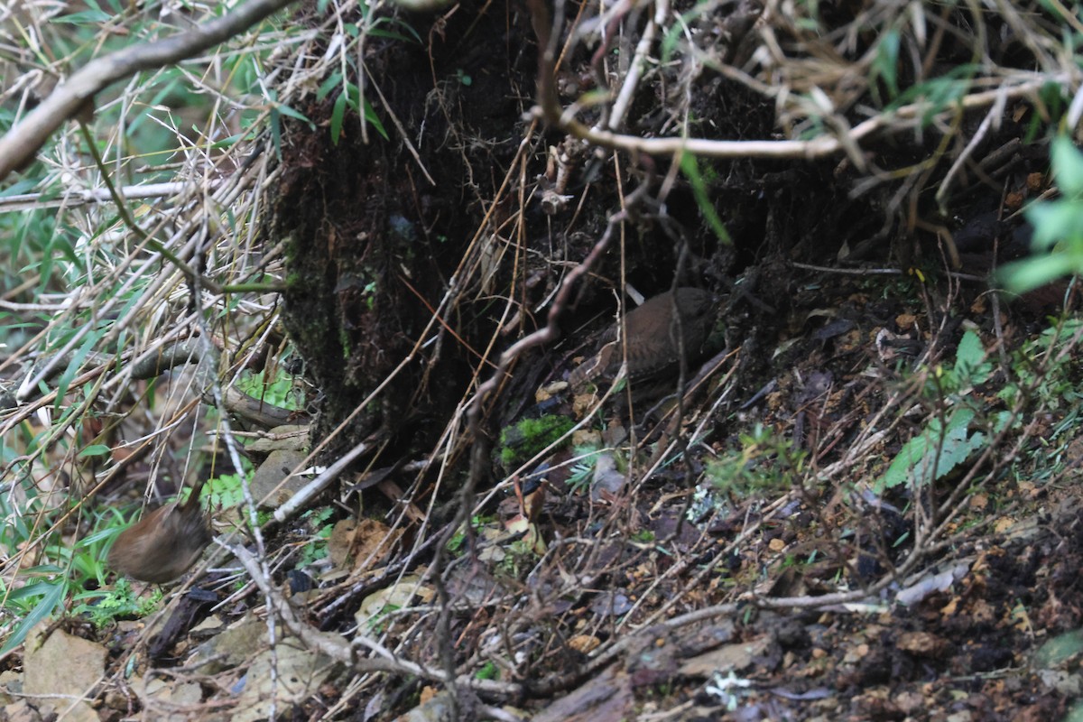 Eurasian Wren - ML641850594