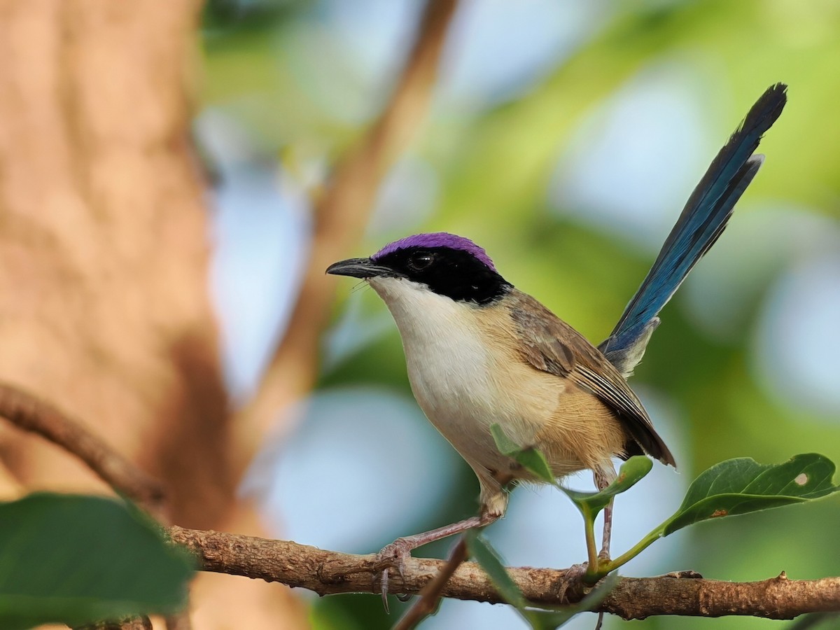 Purple-crowned Fairywren - ML641850596
