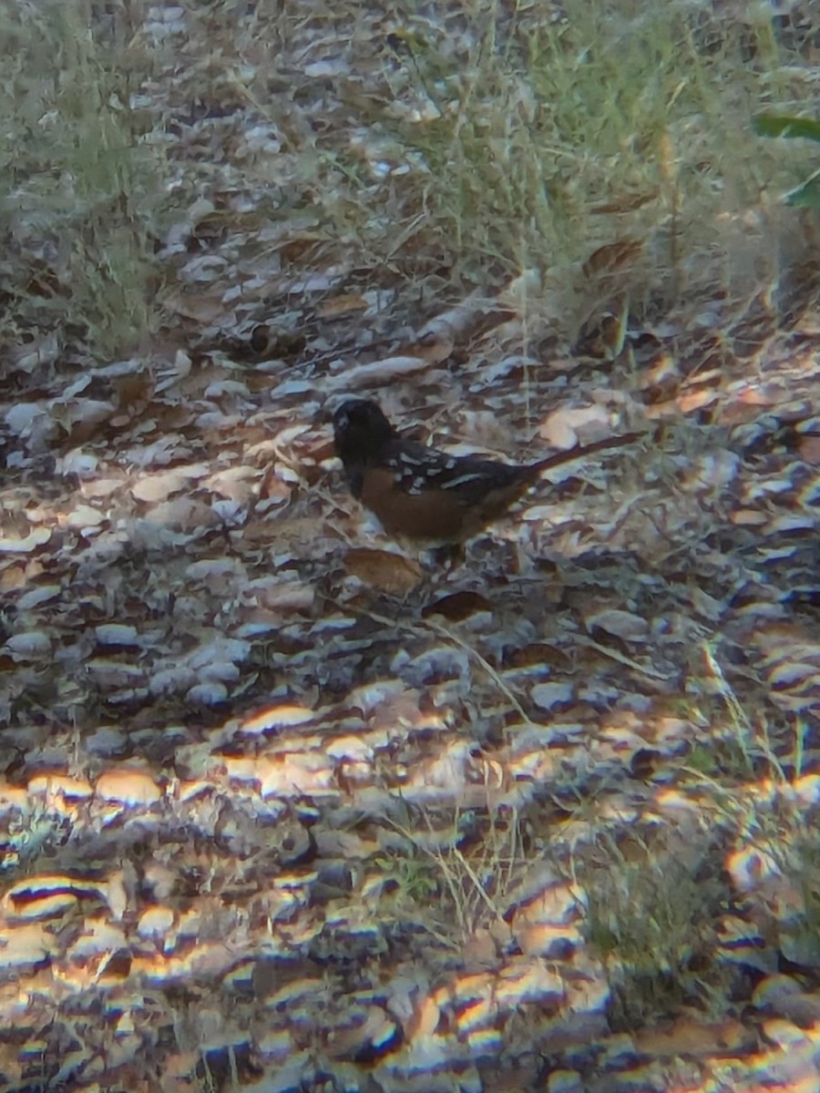 Spotted Towhee - ML641850597