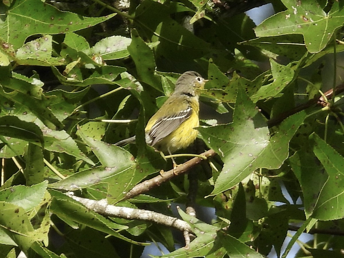 Magnolia Warbler - ML641850605