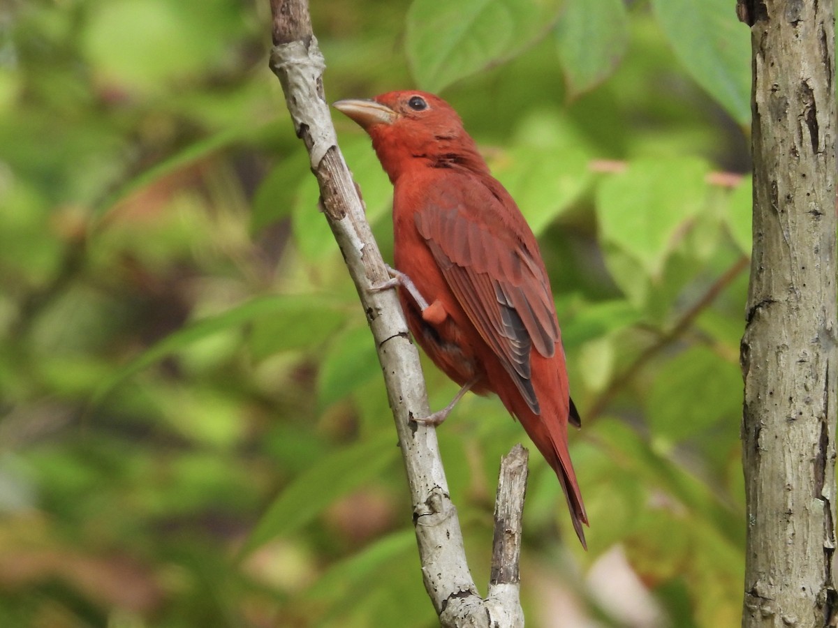 Summer Tanager - ML641850611