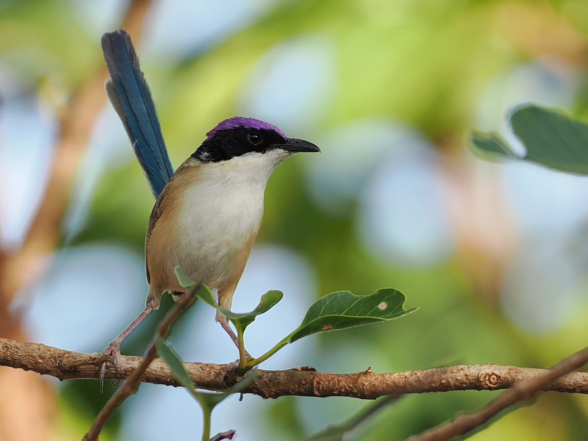 Purple-crowned Fairywren - ML641850612