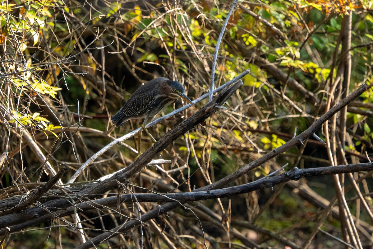 Green Heron - ML641850618