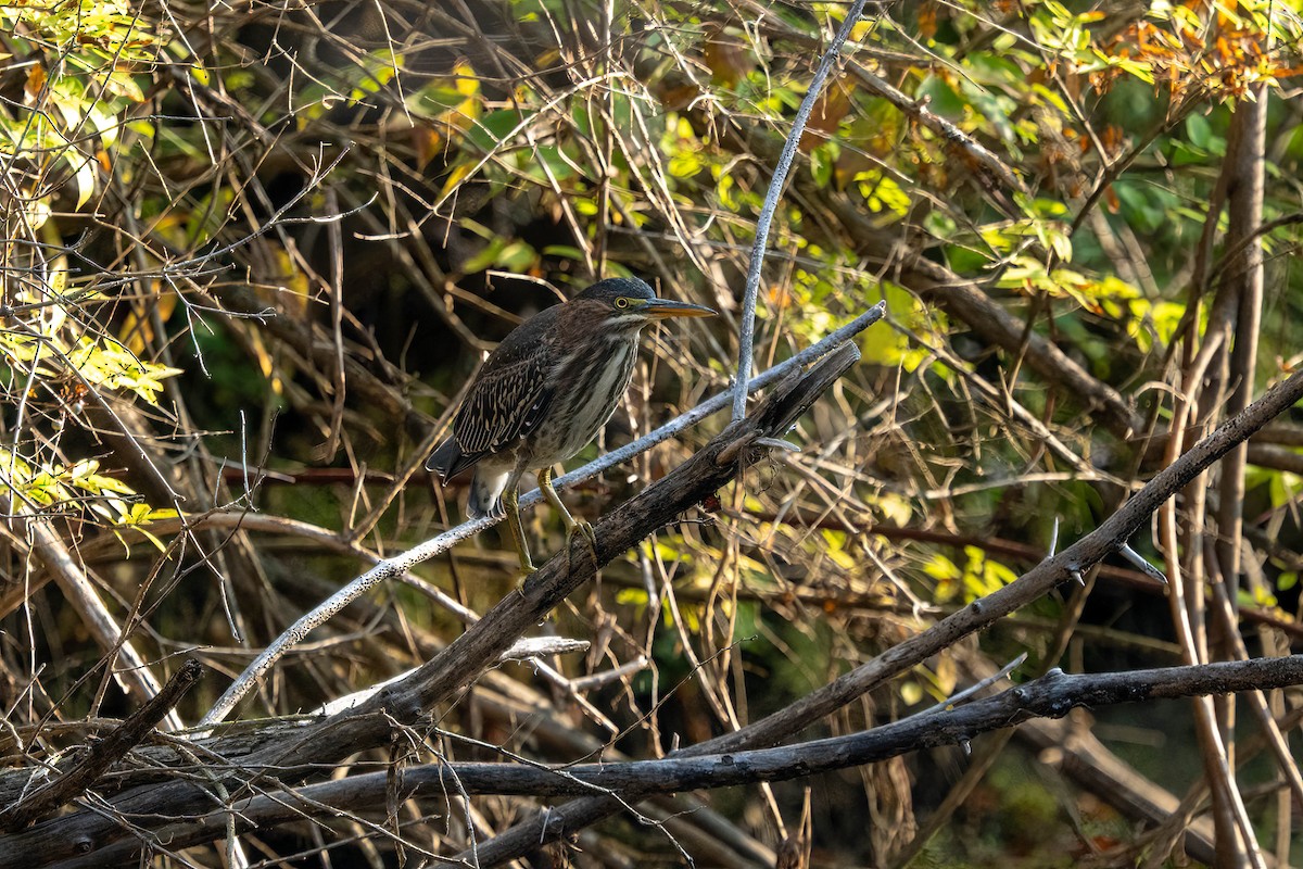 Green Heron - ML641850621