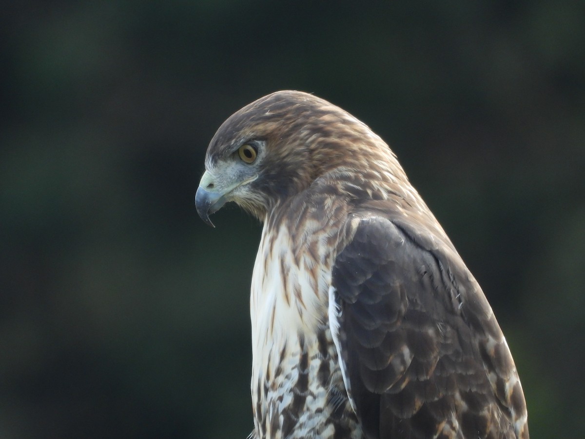 Red-tailed Hawk - ML641850622