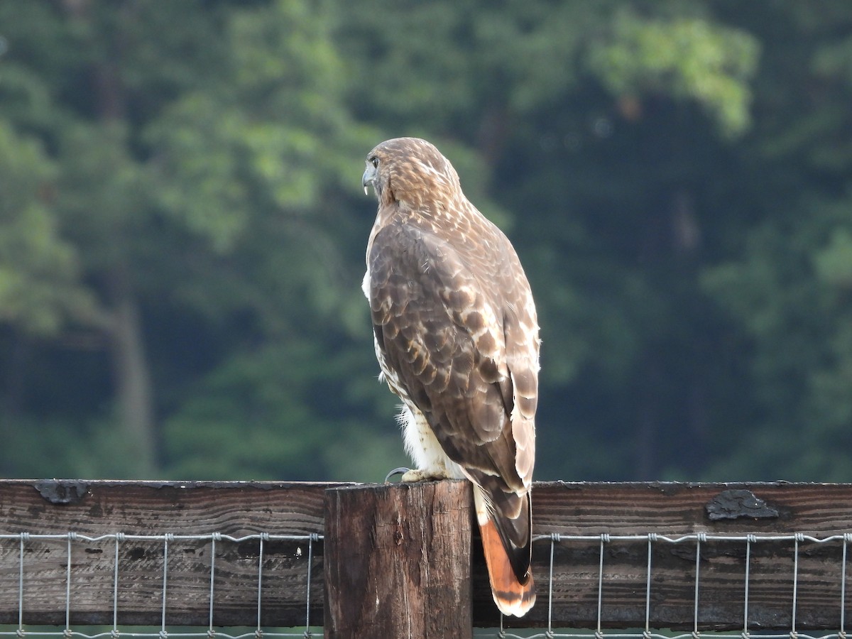 Red-tailed Hawk - ML641850636