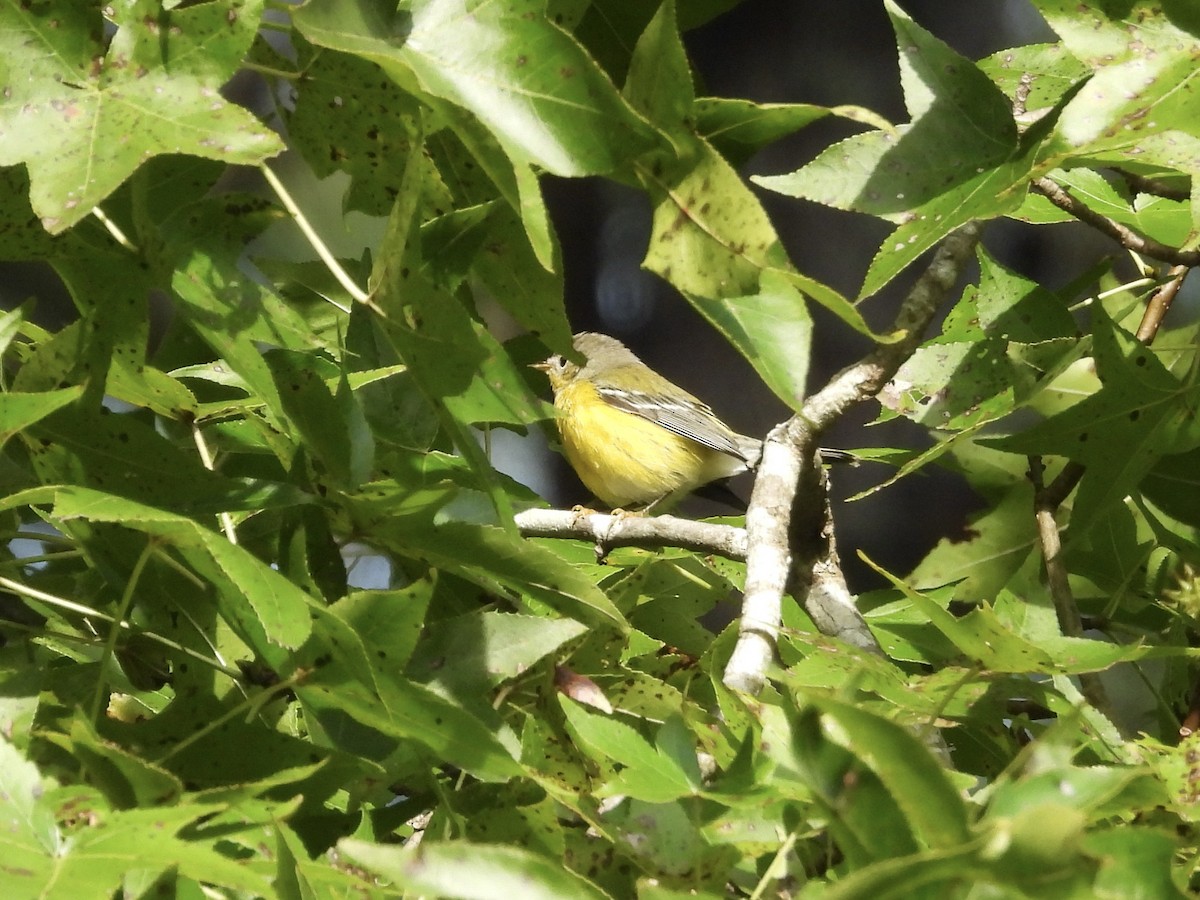 Magnolia Warbler - ML641850657