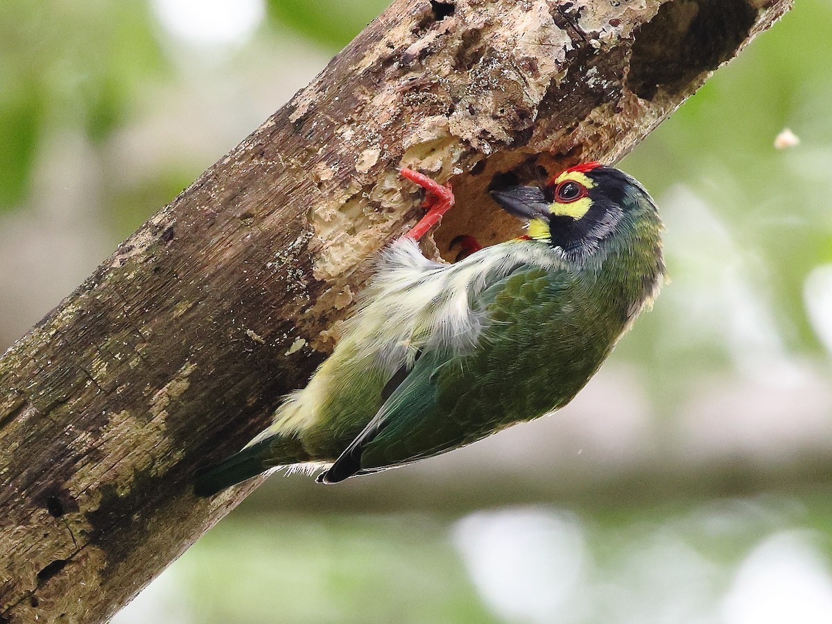 Coppersmith Barbet - ML641850660