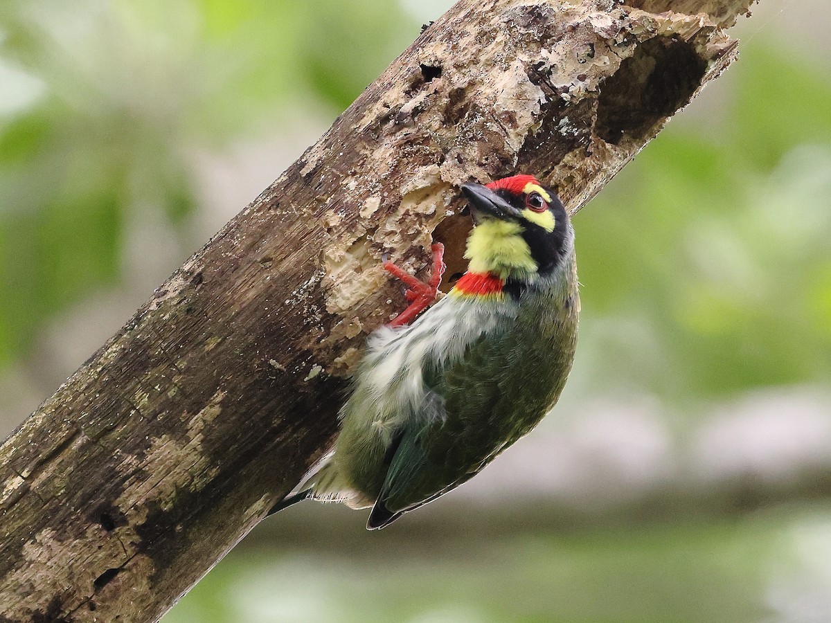 Coppersmith Barbet - ML641850661