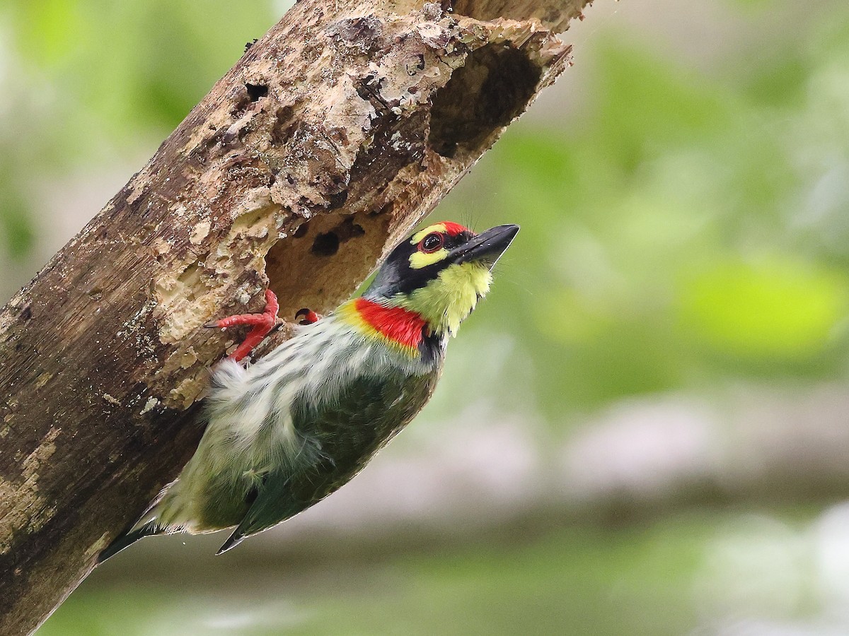 Coppersmith Barbet - ML641850662