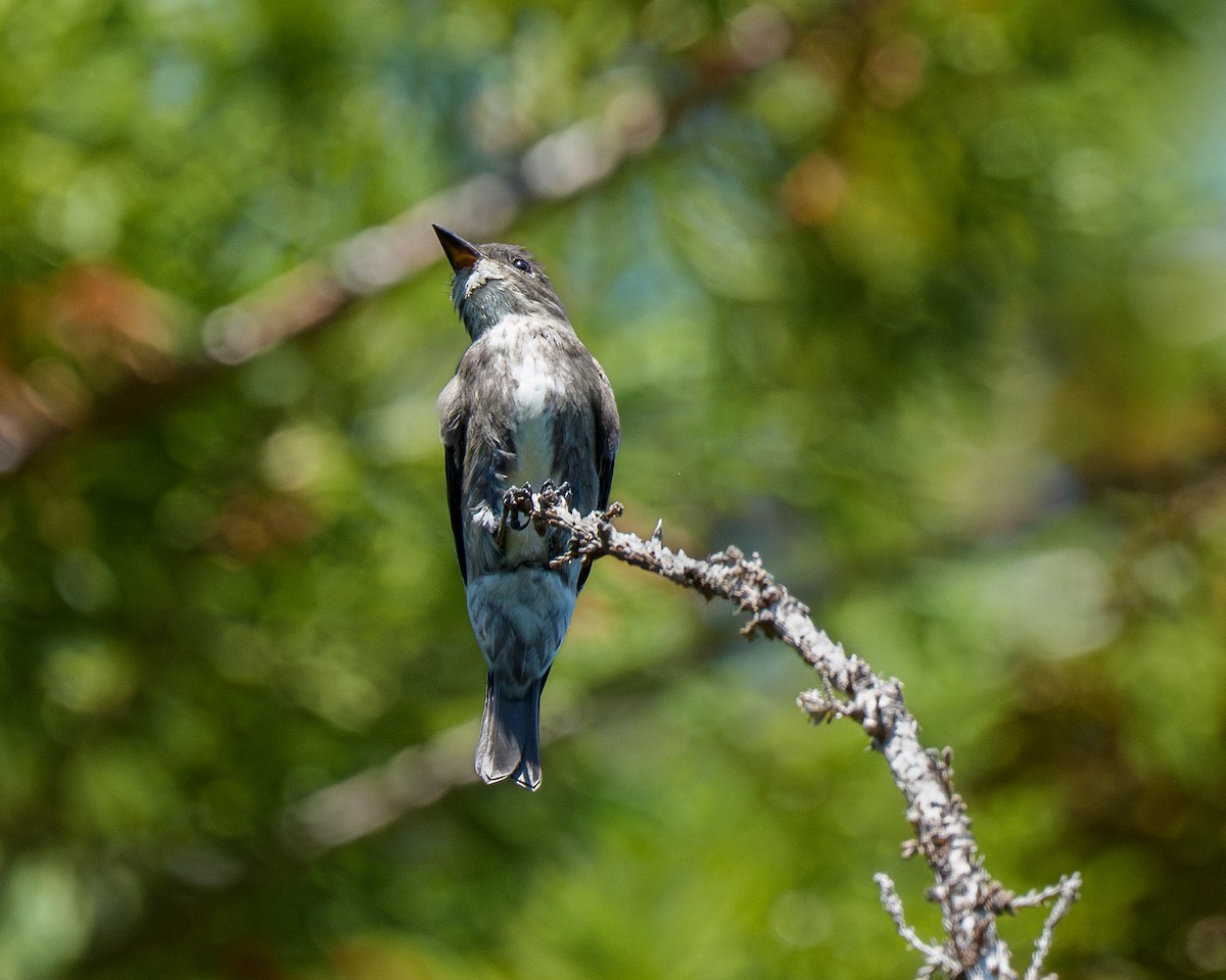 Olive-sided Flycatcher - ML641850663