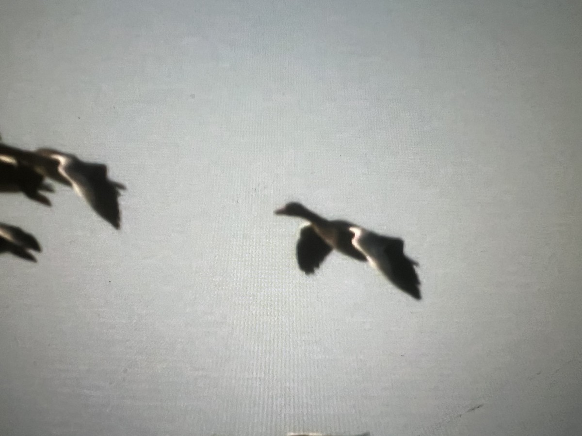 Graylag Goose - ML641850665