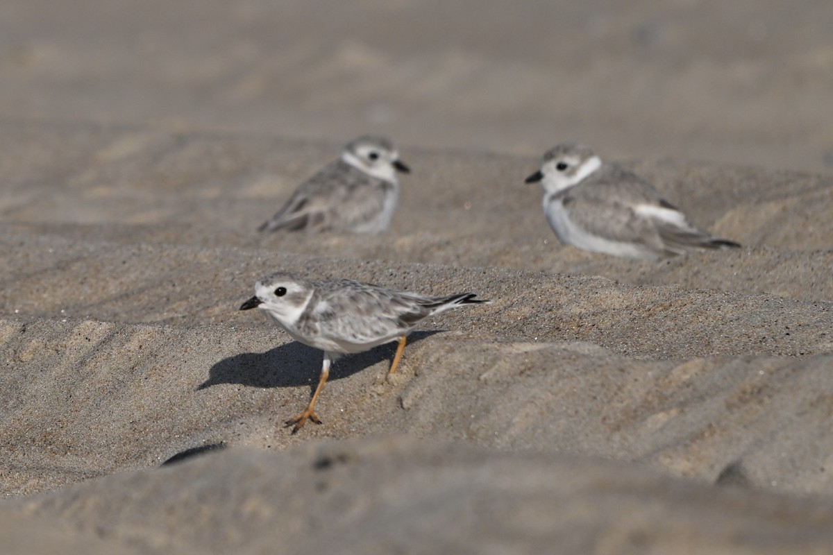 Piping Plover - ML641850676