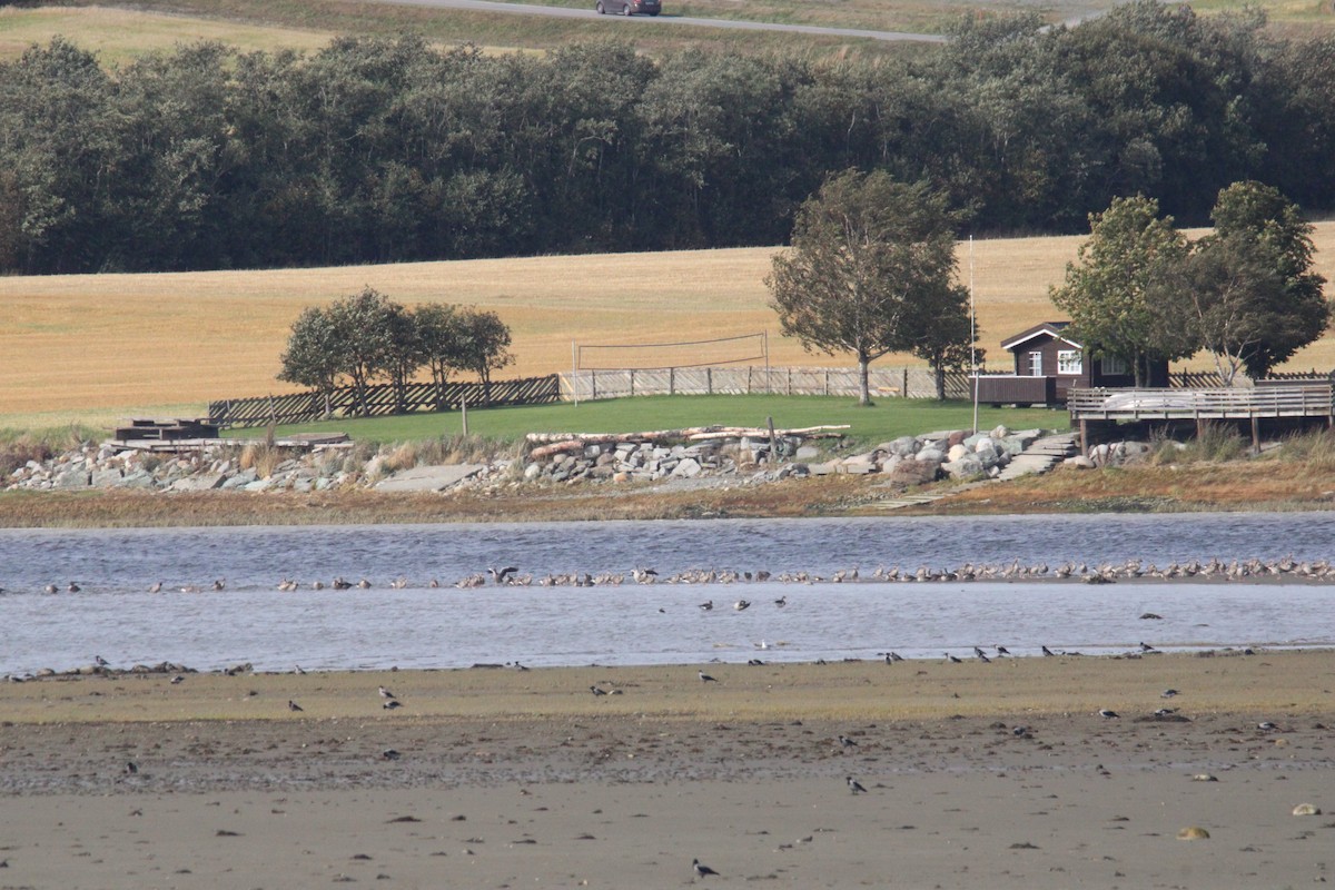 Graylag Goose (European) - ML641850678
