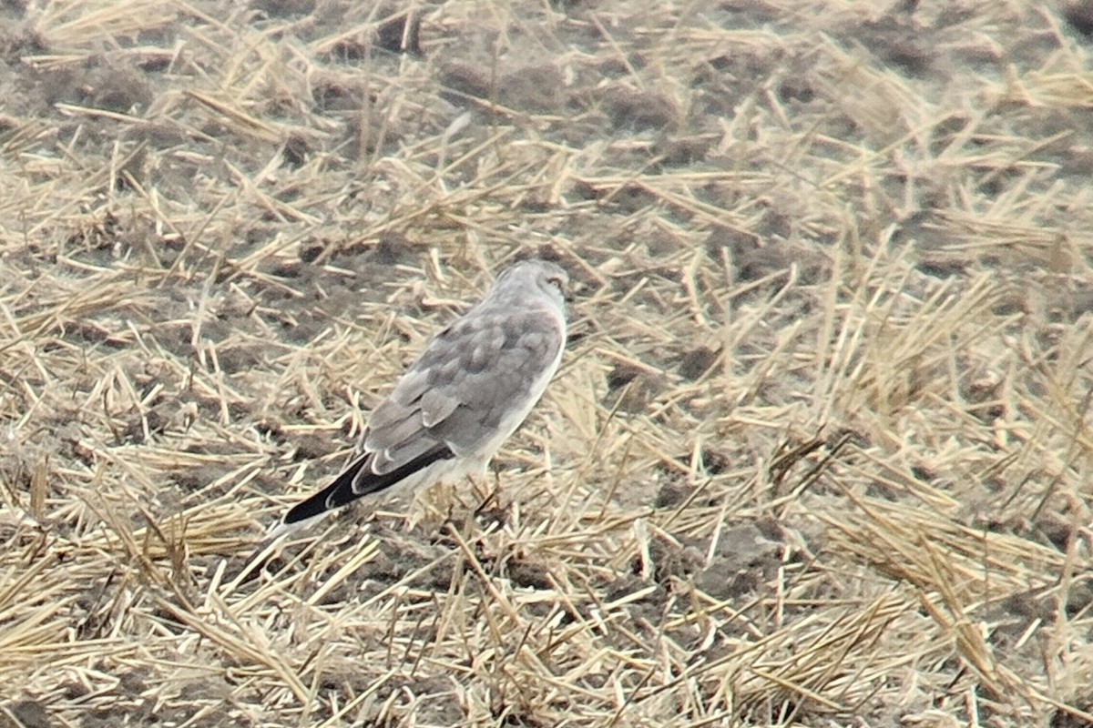 Aguilucho Papialbo - ML641850686