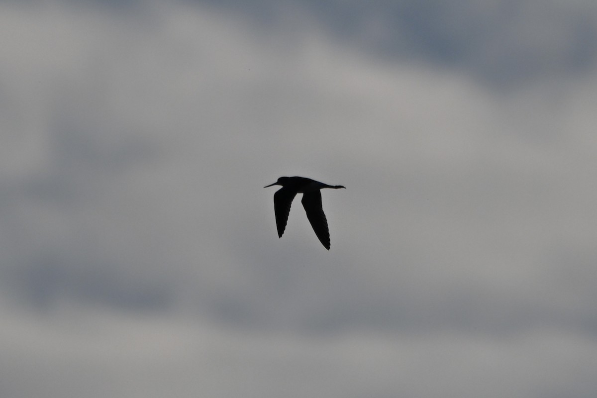 Greater Yellowlegs - ML641850687
