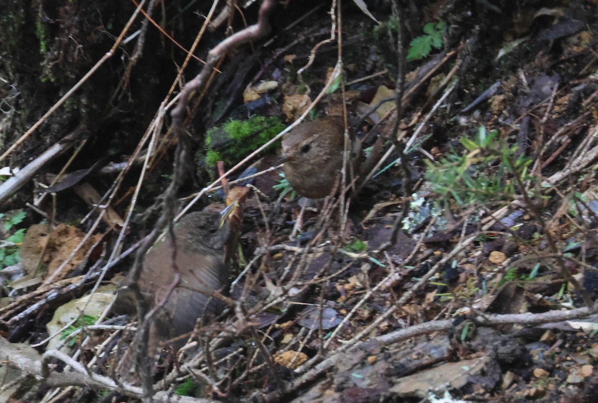 Eurasian Wren - ML641850688