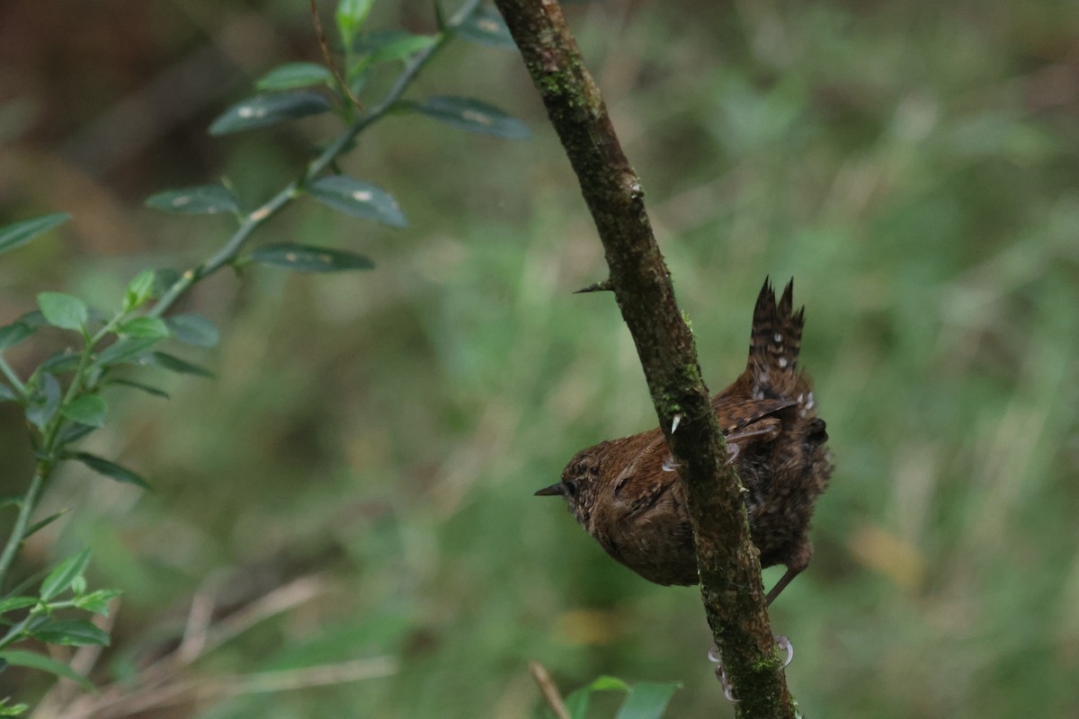 Eurasian Wren - ML641850693