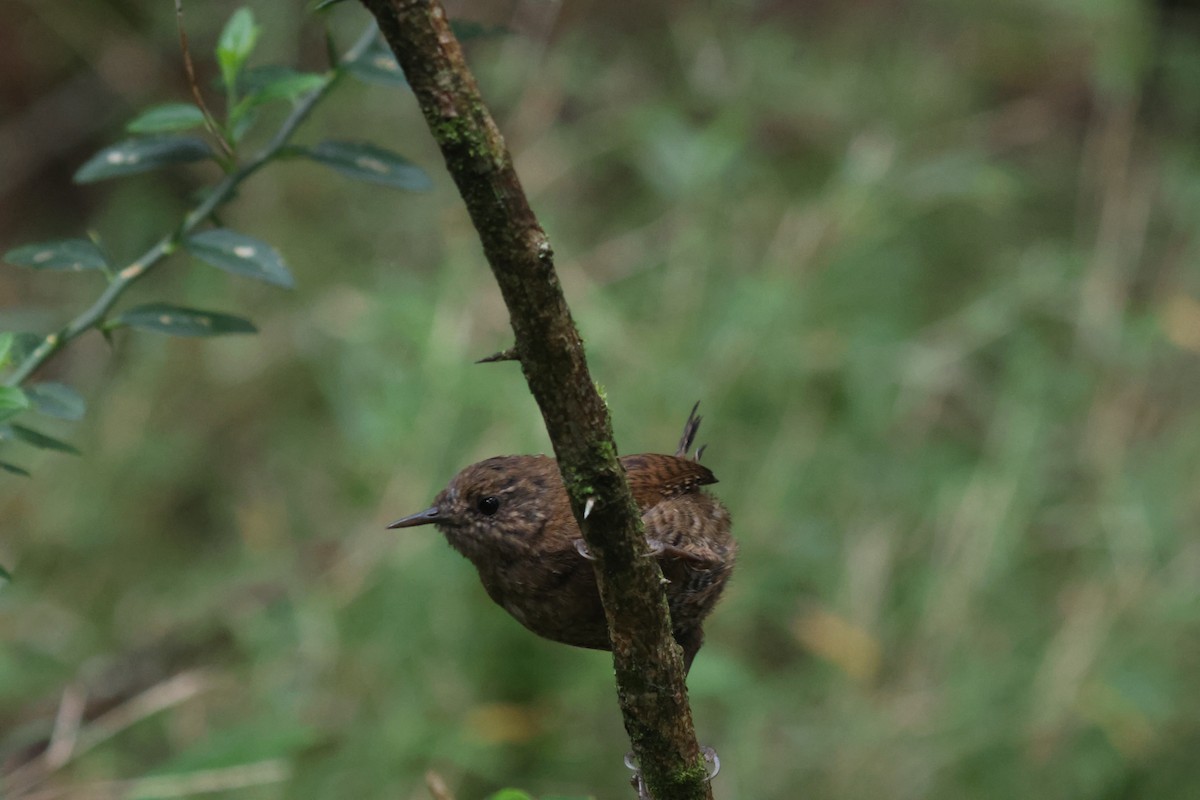 Eurasian Wren - ML641850694