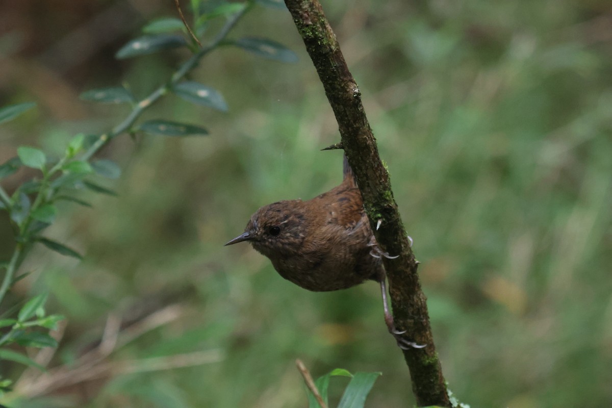 Eurasian Wren - ML641850695