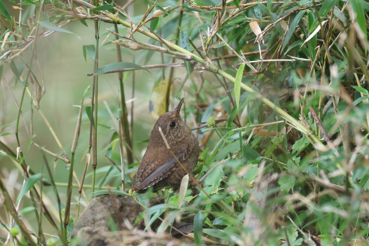 Eurasian Wren - ML641850696