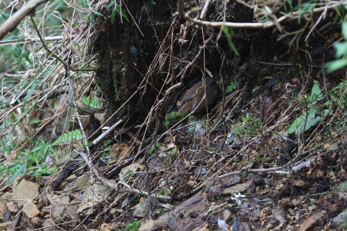 Eurasian Wren - ML641850697