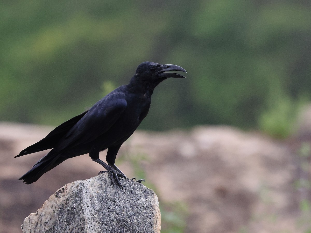 Large-billed Crow - ML641850699