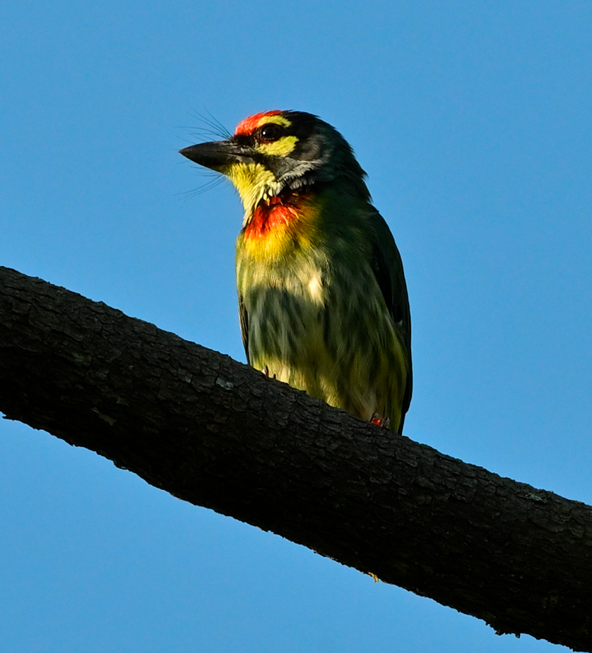 Coppersmith Barbet - ML641850700