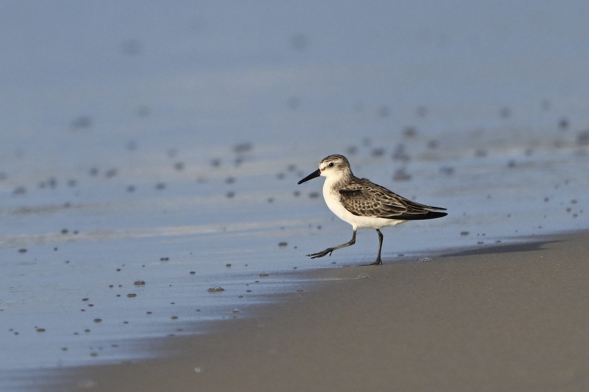 Semipalmated Sandpiper - ML641850716