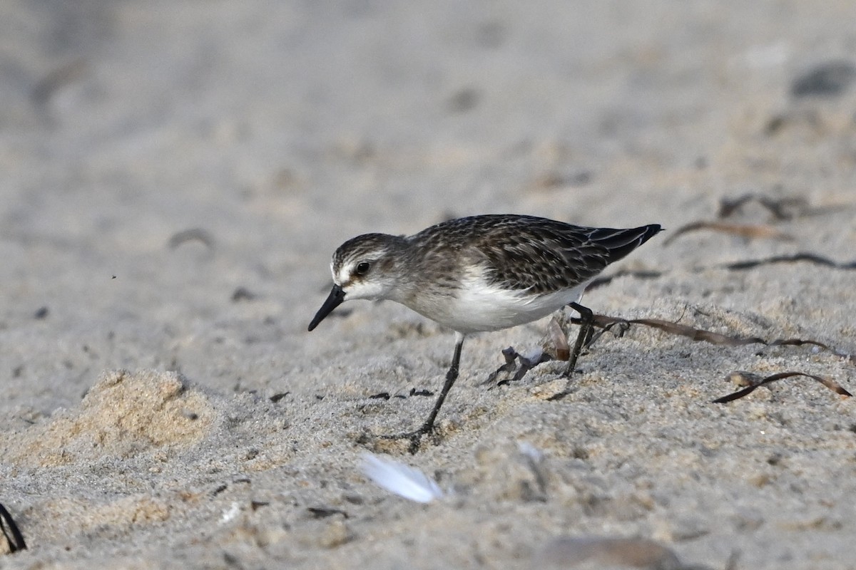 Semipalmated Sandpiper - ML641850717