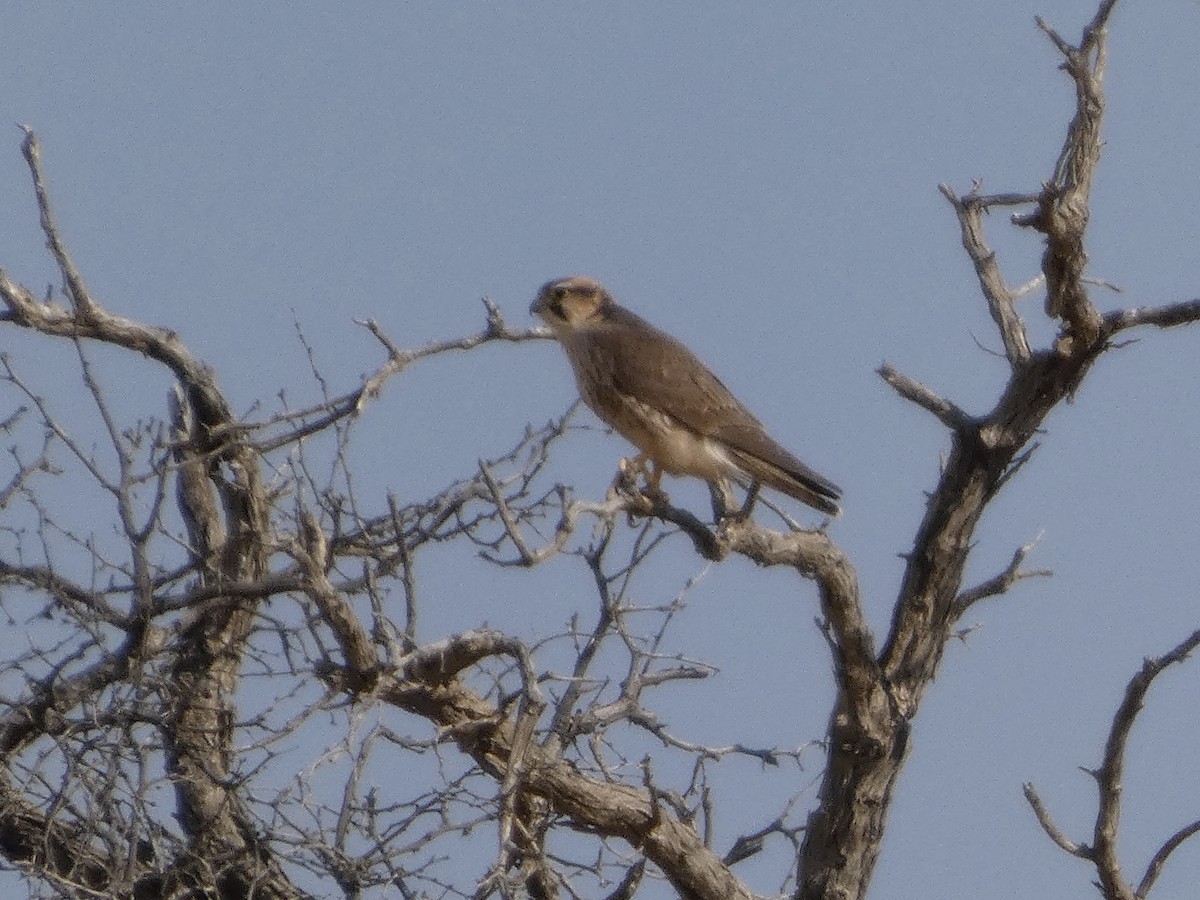 Lanner Falcon - ML641850719