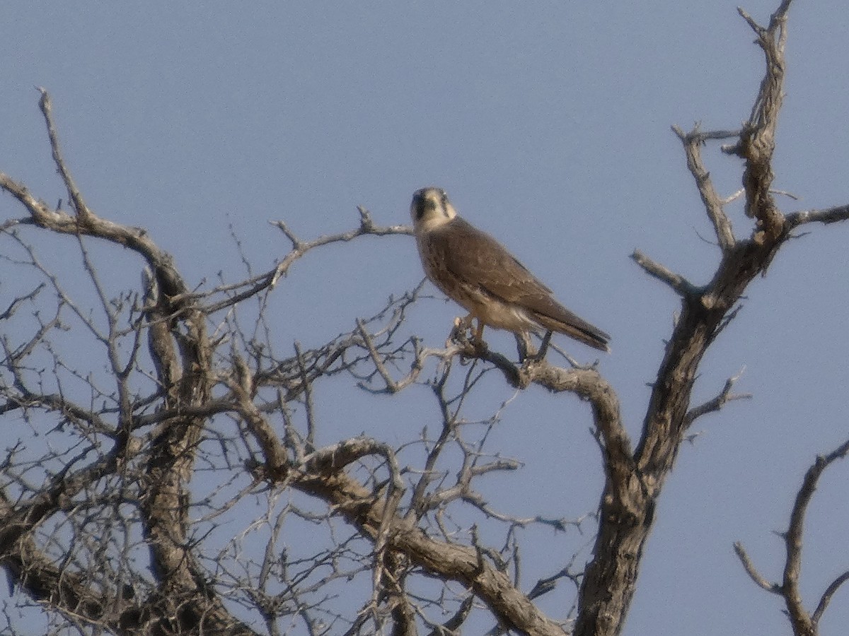 Lanner Falcon - ML641850721